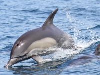 יום הדולפין, אירוע פייסבוק לייב