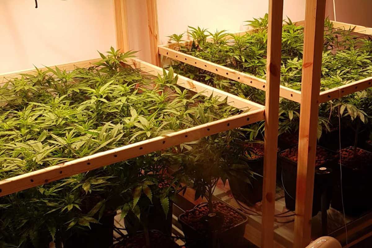 תושב המרכז הפך ארבע דירות ששכר באשדוד למעבדות גידול סמים.