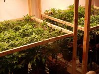 תושב המרכז הפך ארבע דירות ששכר באשדוד למעבדות גידול סמים.