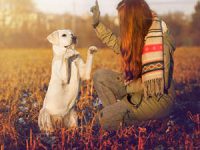 אז למה אילוף הכלבים פשוט לא מצליח לכם?