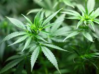 התמכרות לקנאביס - כן, זה יכול לקרות