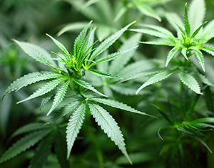 התמכרות לקנאביס - כן, זה יכול לקרות