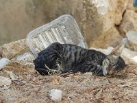 זעם על מאכילי החתולים