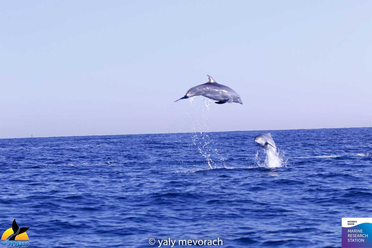 דולפינים מול חופי אשדוד