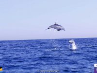 דולפינים מול חופי אשדוד