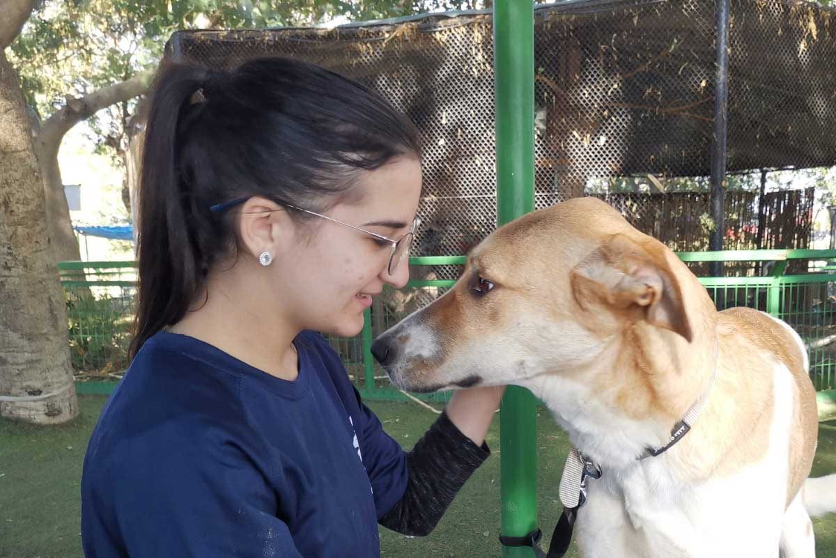 מבצע אימוץ כלבים בפארק לכיש – אפשר עוד להספיק