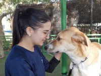 מבצע אימוץ כלבים בפארק לכיש - אפשר עוד להספיק