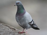 האם יונים באמת מהוות מפגע תברואתי?