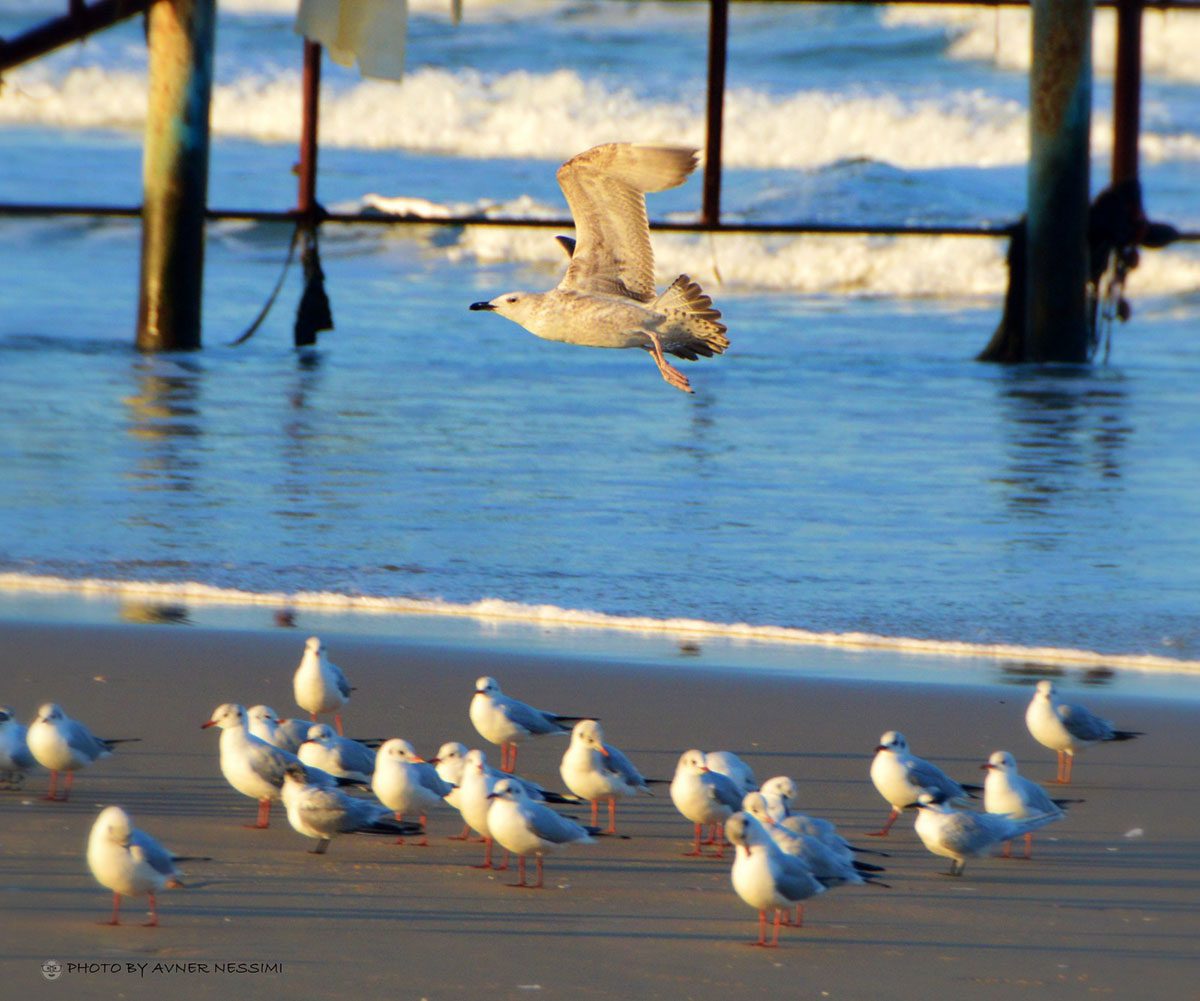 שבת חורפית - צילומים אבנר נסימי