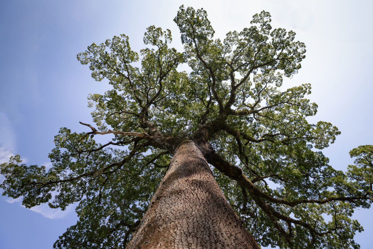 העץ הנדיב מגיע לאשדוד
