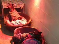 כיצד מטפלים בבעלי חיים בימי הקורונה