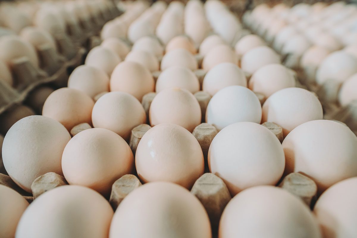 יש מצב לשקשוקה: מיליוני ביצים הגיעו מספרד