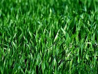 כיצד לשמור על דשא סינטטי ירוק ואיכותי