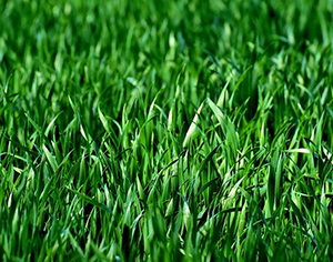 כיצד לשמור על דשא סינטטי ירוק ואיכותי