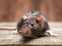 לוכד חולדות