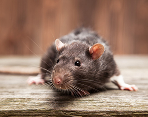 לוכד חולדות