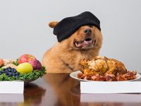 האם האוכל שאנחנו אוכלים מתאים גם לכלבים?