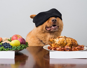 האם האוכל שאנחנו אוכלים מתאים גם לכלבים?