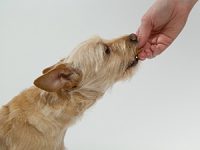 מה הם ההבדלים בין סוגים שונים של אוכל לכלבים