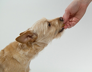 מה הם ההבדלים בין סוגים שונים של אוכל לכלבים