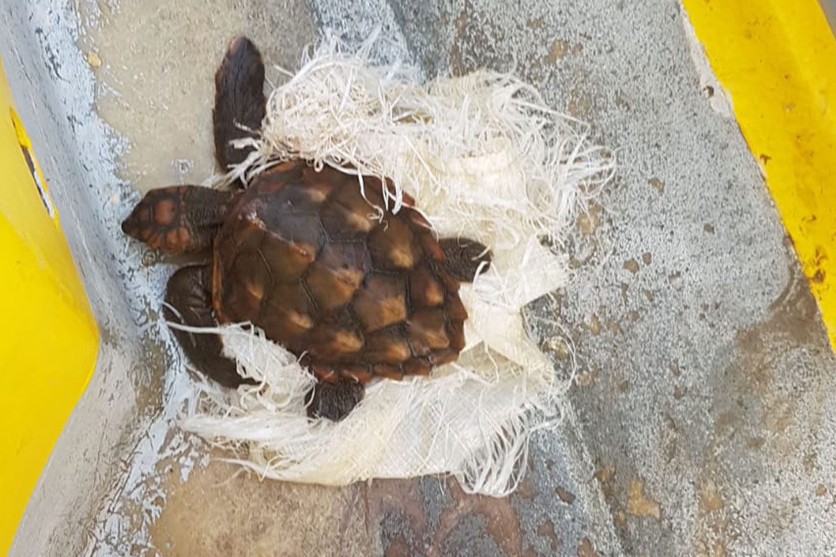 צב ים ניצל בזכות ערנות רכז השייט במרכז לחינוך ימי