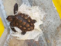 צב ים ניצל בזכות ערנות רכז השייט במרכז לחינוך ימי