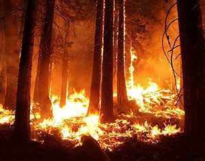 התמודדות על שריפה
