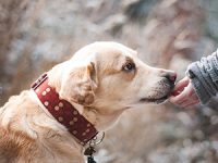 מדריך לבניית מיטה לכלב