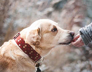 מדריך לבניית מיטה לכלב
