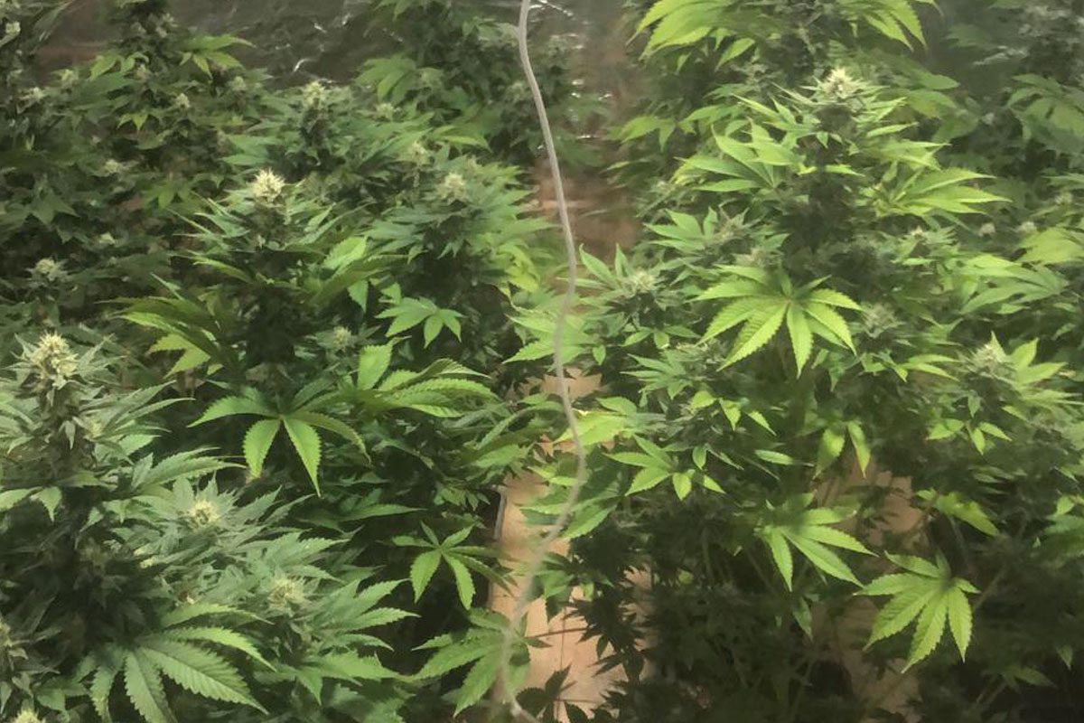 נחשפו 2 דירות גידול לקנאביס - 36 ק״ג נתפסו