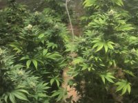 נחשפו 2 דירות גידול לקנאביס - 36 ק״ג נתפסו