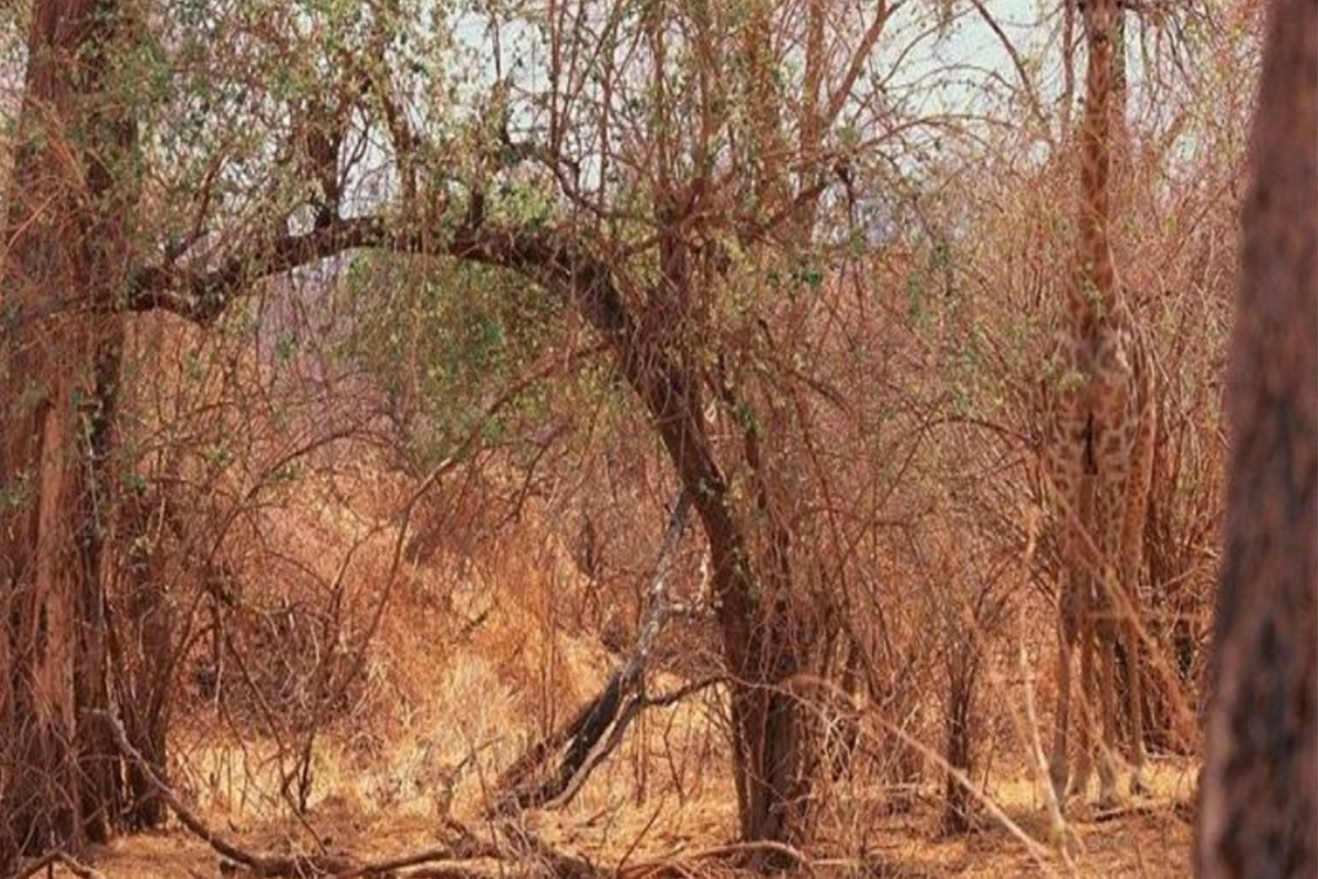 טבעי שכל יום פורים