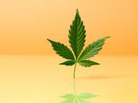 מידע על רופאי כללית אשר מאשרים שמן קנאביס (CBD)