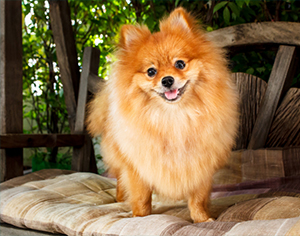 למה לבחור דווקא בכלב פומרניין מכל סוגי הכלבים?