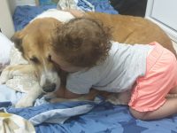 חיות מחמד - הוראות לשעת חירום