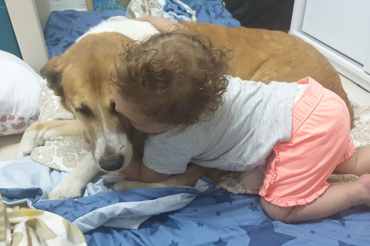 חיות מחמד - הוראות לשעת חירום