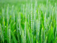 תרבות עדן: חקלאות בת קיימא