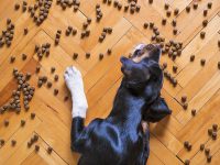 תפריט להולכים על ארבע: איך בוחרים אוכל מתאים לכלב?