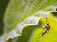 רשת נגד יתושים - ללילה שקט