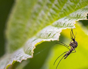 רשת נגד יתושים - ללילה שקט