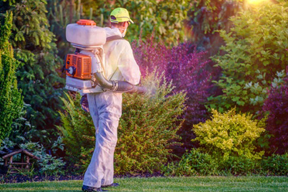 הדברת פשפש מיטה – איך באמת עושים את זה?