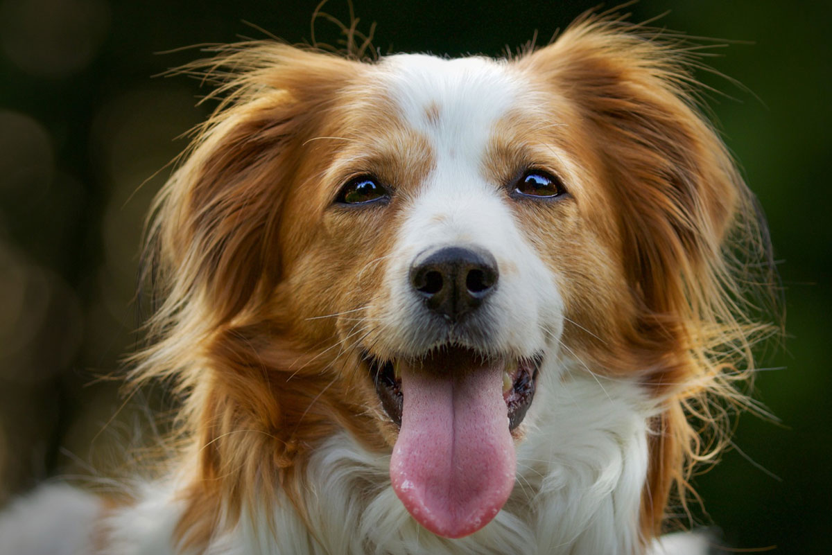 זכר או נקבה - איזה כלב כדאי לאמץ?