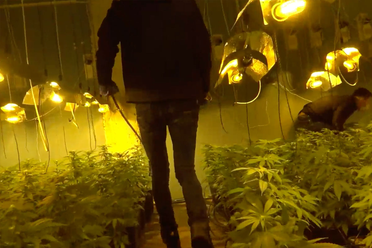 מעבדה לגידול סמים בגודל של 800 מ"ר נחשפה במרתף בניין