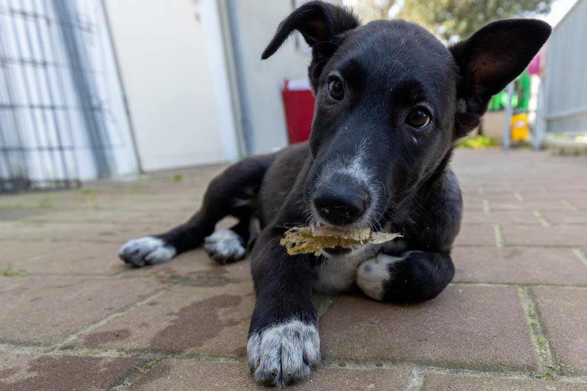 אמץ חבר או חברה