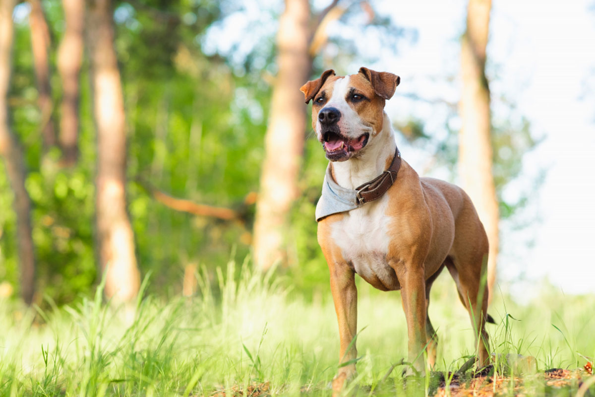 מזון לכלב משלוחים - איך בוחרים חנות למשלוחי ציוד ואוכל כלבים?