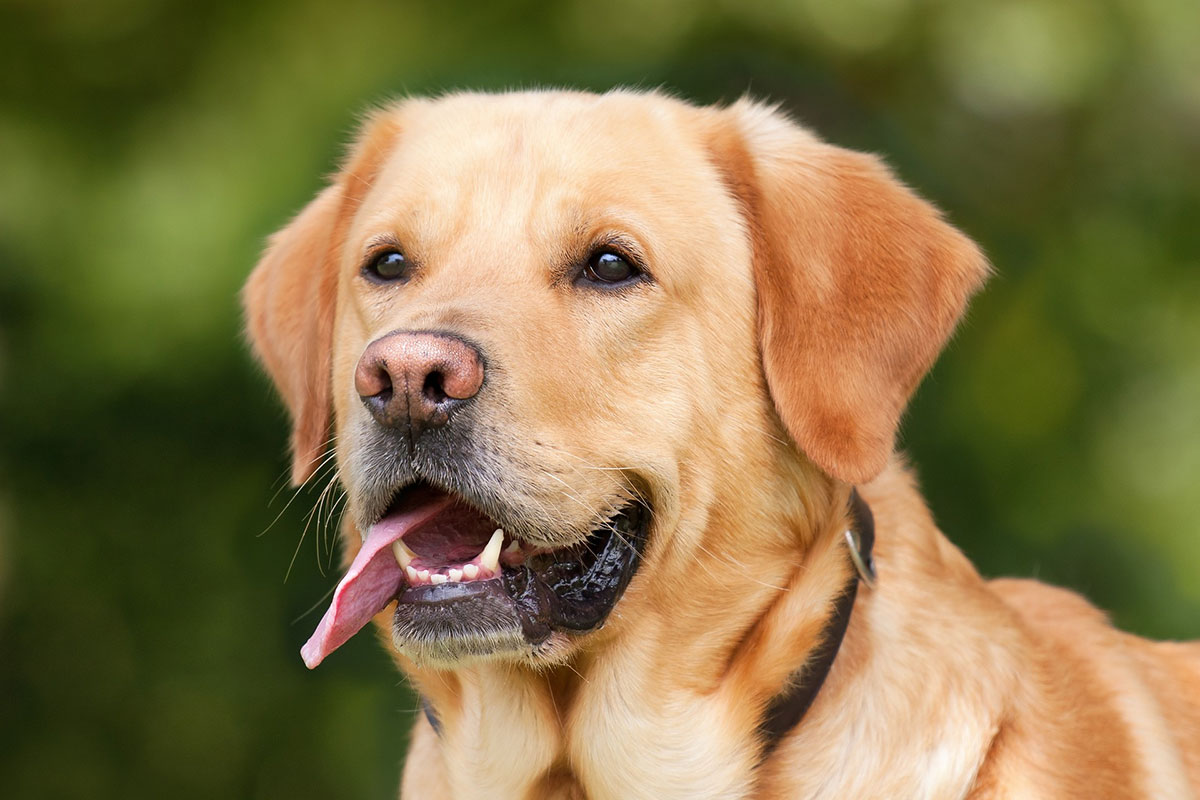הכירו את גוסרה אוכל לכלב – הבחירה שלכם