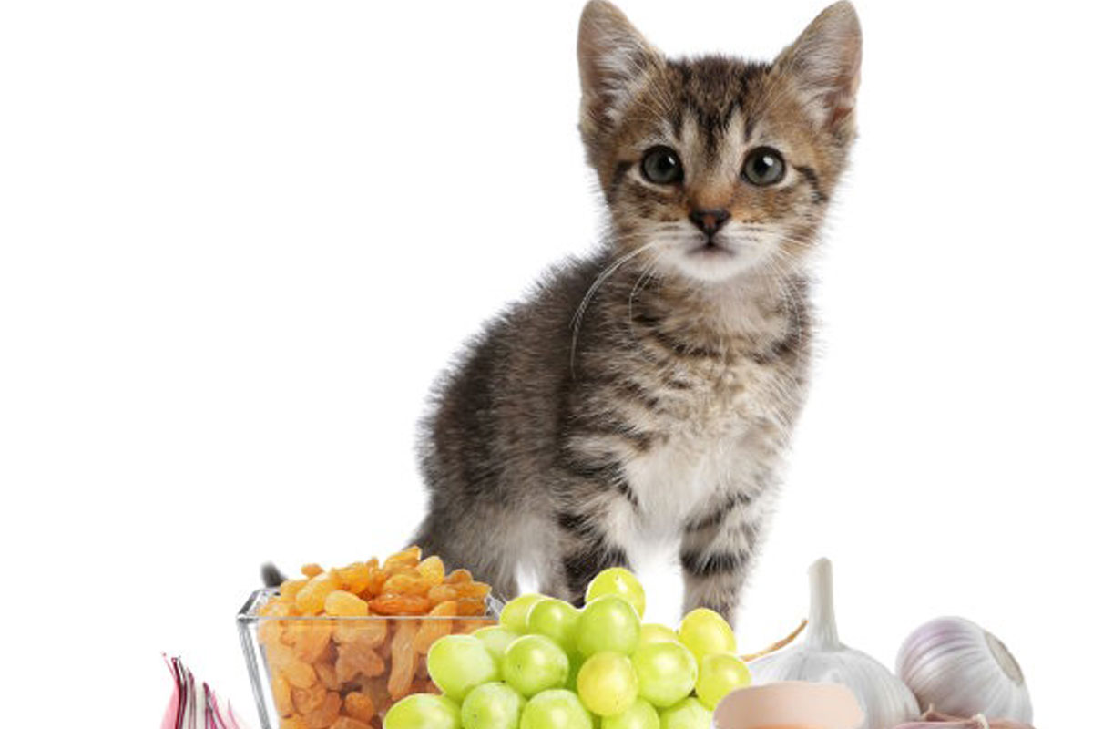 מזונות אסורים לחתולים