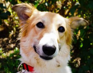 חיסון ורישוי כלבים – הודעת עדכון לתושבים בעלי כלבים