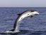 תיעוד נדיר: דולפין בן שבע נצפה יחד עם אמו