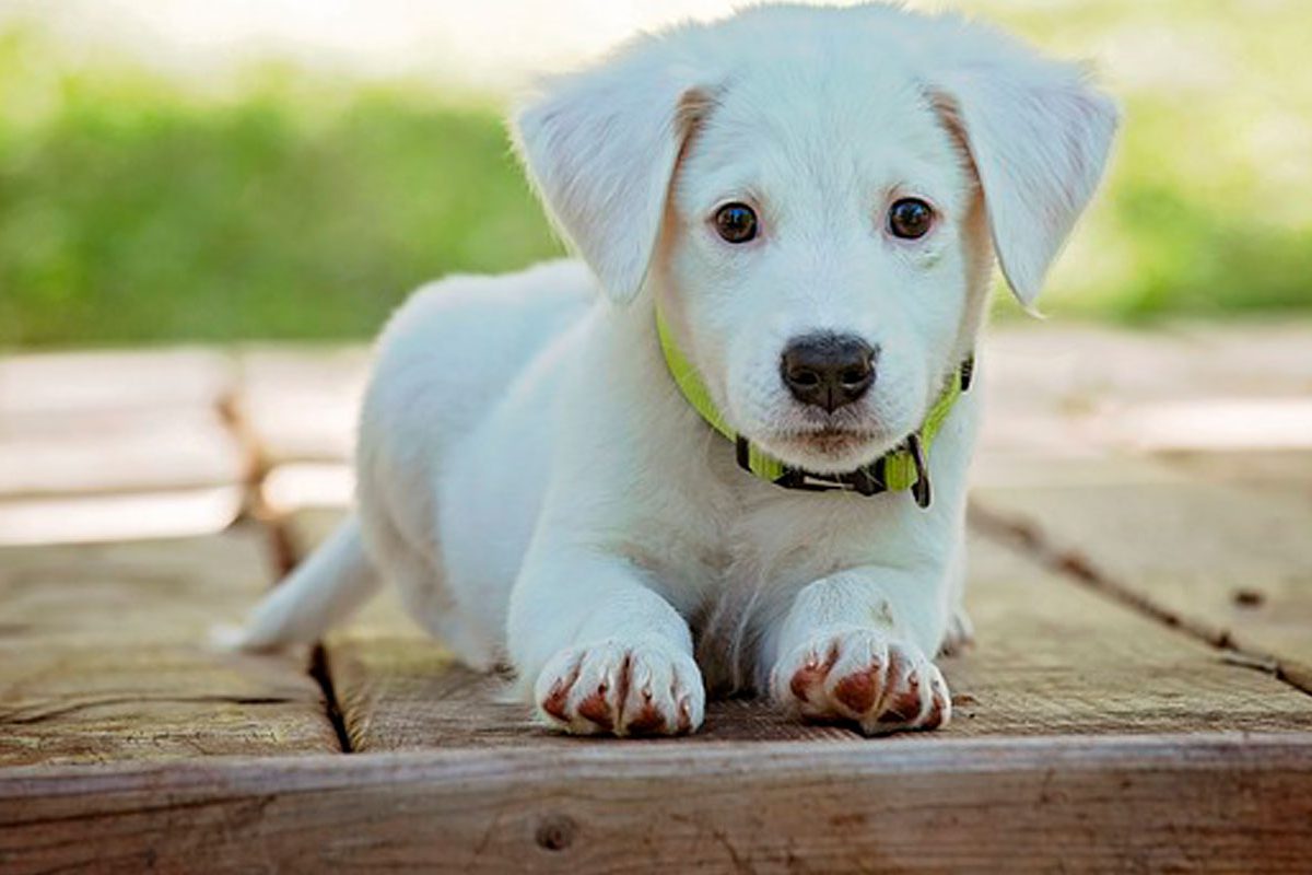 שמפו לכלבים מומלץ - הבחירה הנכונה מתחילה בהתאמה אישית